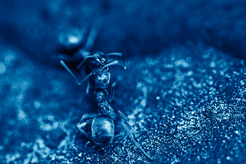 Carpenter Ants Battling Over Territory (Blue Shade Photo)