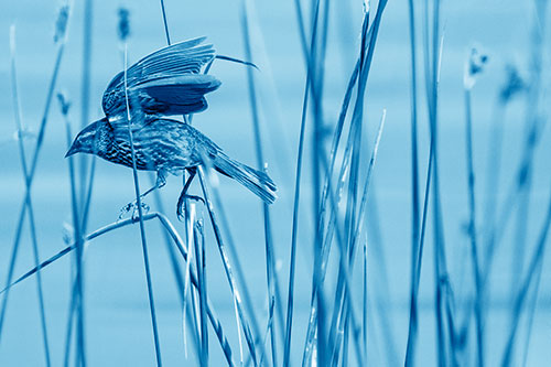 Cattail Jumping Female Red Winged Blackbird (Blue Shade)