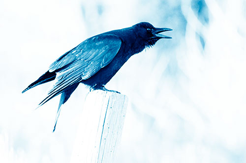 Cawing Crow Atop Crooked Wooden Post (Blue Shade Photo)