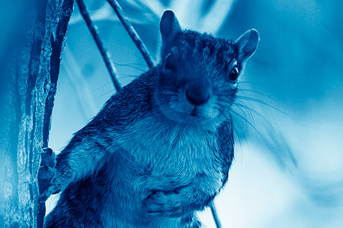 Chest Holding Squirrel Leans Against Tree (Blue Shade Photo)