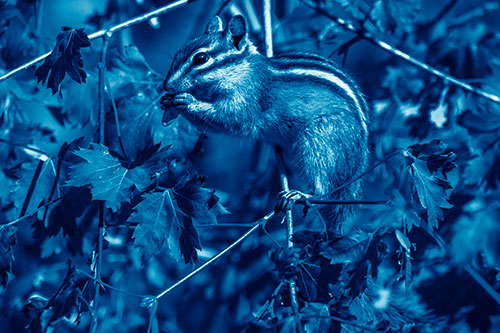 Chipmunk Feasting On Tree Branches (Blue Shade Photo)