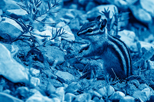 Chipmunk Ripping Plant Stem From Dirt (Blue Shade Photo)