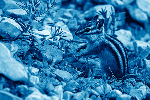 Chipmunk Ripping Plant Stem From Dirt (Blue Shade)