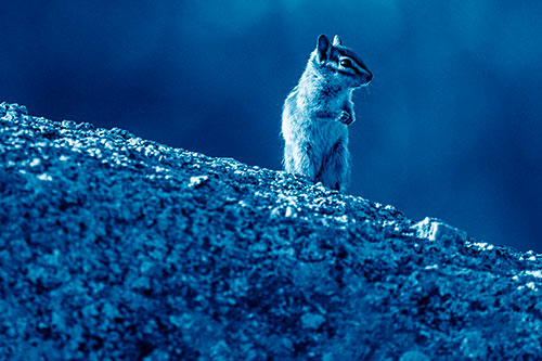 Chipmunk Standing Atop Sloping Fungi Rock (Blue Shade Photo)