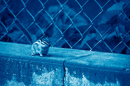 Chipmunk Walking Along Wet Concrete Wall (Blue Shade Photo)