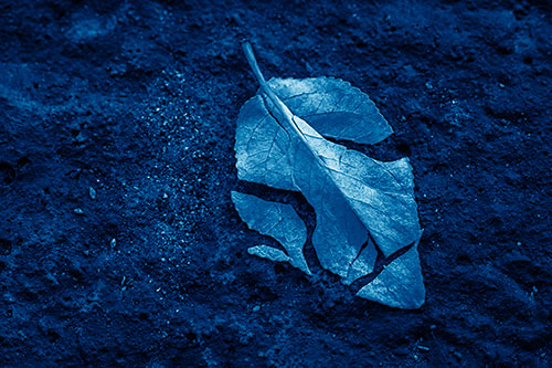 Chipped Leaf Face Rests Atop Pavement (Blue Shade)