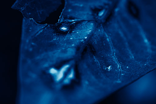 Chipped Vein Decaying Leaf Face (Blue Shade Photo)