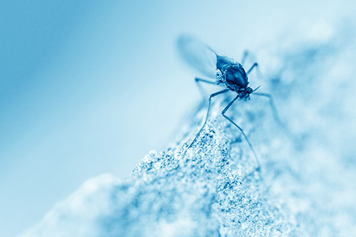 Chironomid Midge Fly Standing Along Rock Edge (Blue Shade Photo)