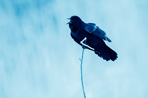 Chirping Red Winged Blackbird Atop Snowy Branch (Blue Shade Photo)