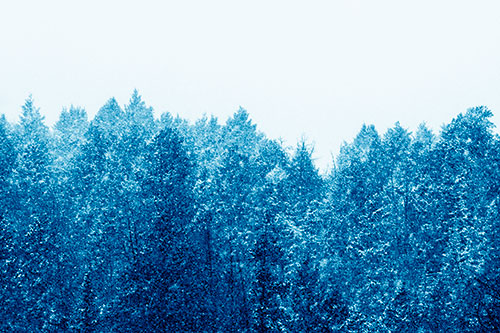 Christmas Snow Blanketing Trees (Blue Shade Photo)