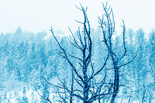 Christmas Snow On Dead Tree (Blue Shade Photo)