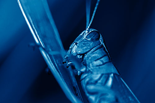 Climbing Grasshopper Crawls Upward (Blue Shade Photo)