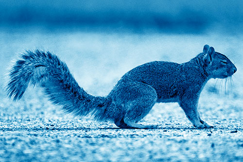 Closed Eyed Squirrel Meditating (Blue Shade Photo)