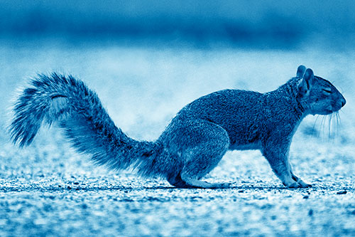 Closed Eyed Squirrel Meditating (Blue Shade)