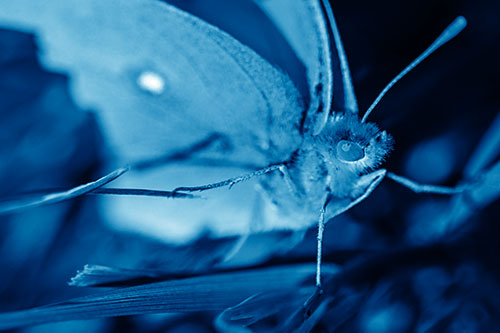 Cloudless Sulphur Butterfly Taking Stance (Blue Shade)