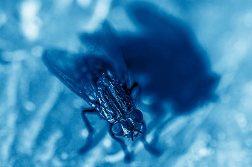 Cluster Fly Casting Shadow Among Sunlight (Blue Shade Photo)