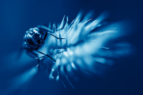 Cluster Fly Rides Plant Top Among Wind (Blue Shade Photo)