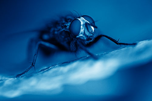 Cluster Fly Standing Atop Dead Sloping Autumn Leaf (Blue Shade Photo)