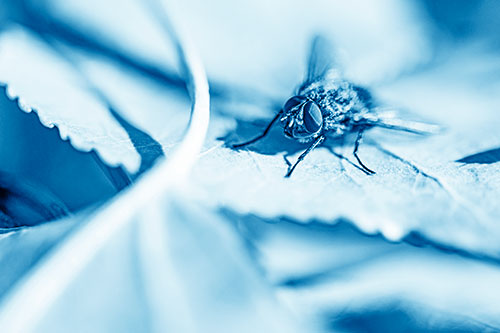 Cluster Fly Standing Atop Stacked Intersecting Leaves (Blue Shade)