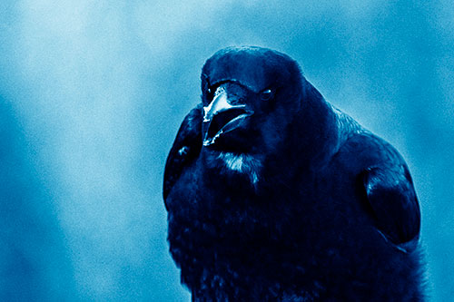 Cold Snow Beak Crow Cawing (Blue Shade Photo)