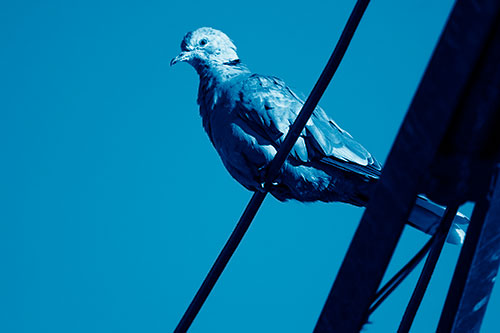 Collared Dove Perched Atop Wire (Blue Shade Photo)