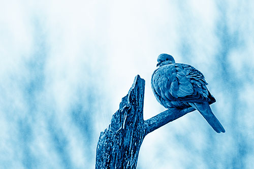Collared Dove Sitting Atop Broken Tree (Blue Shade)