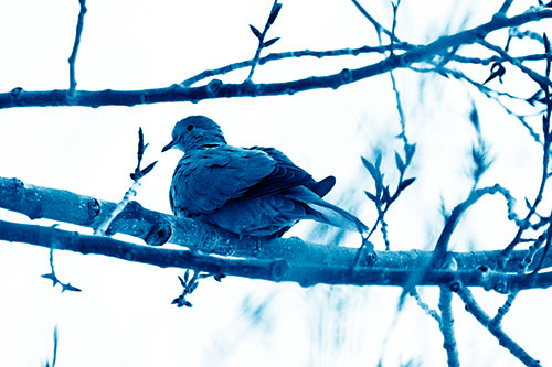 Collared Dove Sitting Atop Tree Branch (Blue Shade Photo)
