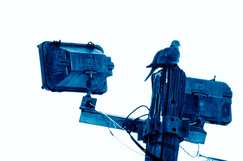 Collared Dove Standing Atop Light Pole (Blue Shade Photo)