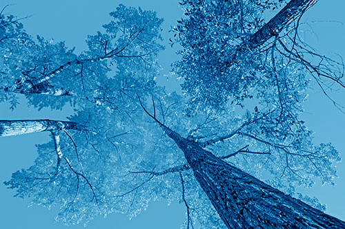 Colorful Towering Autumn Trees Among Clear Sky (Blue Shade)