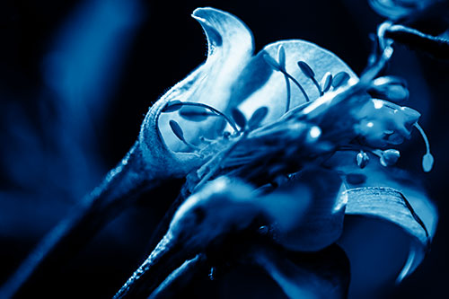 Columbine Flower Face Embracing Sunlight (Blue Shade)