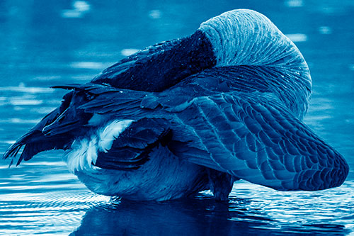 Contorting Canadian Goose Playing Peekaboo (Blue Shade Photo)