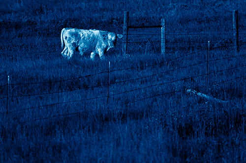 Cow Glances Sideways Beside Barbed Wire Fence (Blue Shade Photo)