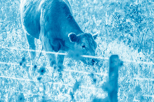 Cow Snacking On Grass Behind Fence (Blue Shade)