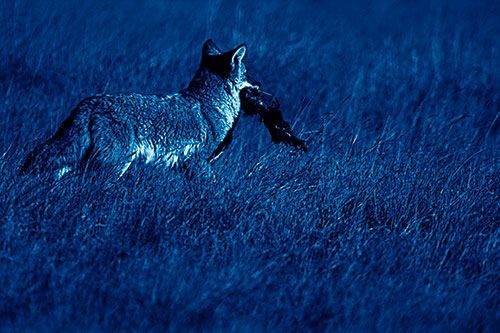 Coyote Heads Towards Forest Carrying Dead Animal Carcass (Blue Shade Photo)