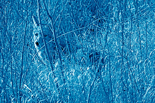 Coyote Makes Eye Contact Among Tall Grass (Blue Shade Photo)