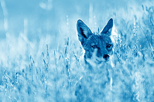 Coyote Peeking Head Above Feather Reed Grass (Blue Shade Photo)