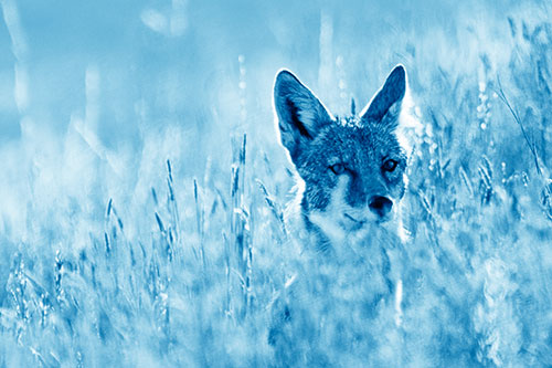 Coyote Peeking Head Above Feather Reed Grass (Blue Shade)