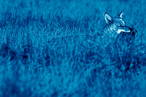 Coyote Running Through Tall Grass (Blue Shade Photo)