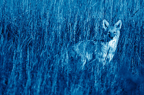 Coyote Watches Among Feather Reed Grass (Blue Shade Photo)