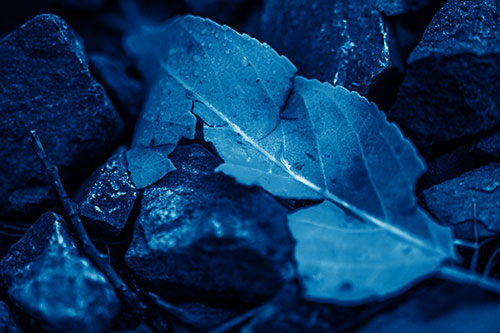 Cracked Soggy Leaf Face Rests Among Rocks (Blue Shade Photo)
