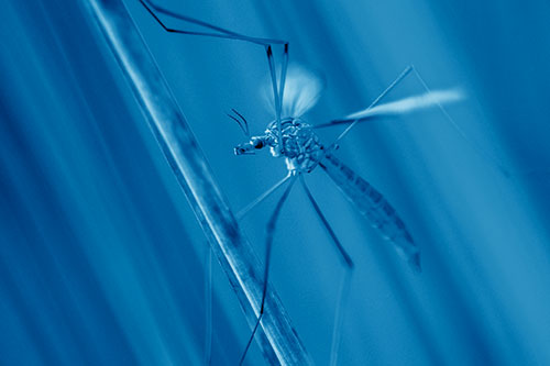 Crane Fly Clinging Ahold To Grass Blade (Blue Shade)