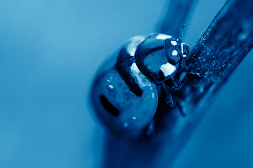 Crawling Ladybug Climbing Up Plant Stem (Blue Shade Photo)