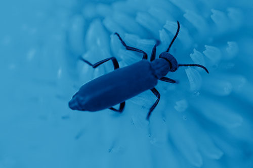Crawling Oedemera Beetle Searching Atop Dandelion (Blue Shade)