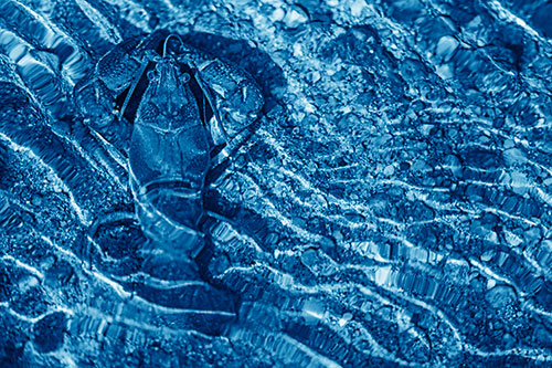Crayfish Holds Onto Riverbed Floor Among Rippling Water (Blue Shade Photo)