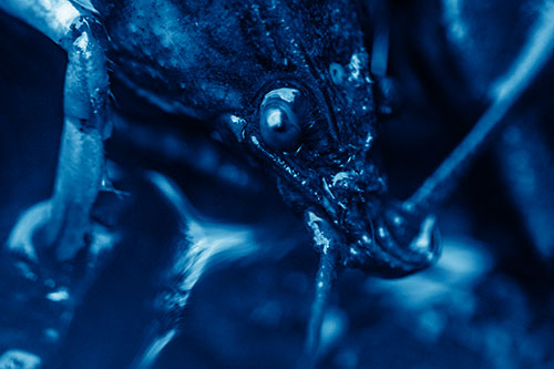 Crayfish Standing Above Flowing Water (Blue Shade Photo)