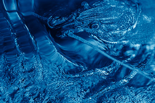 Crayfish Swims Against Rippling Water (Blue Shade Photo)