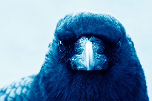 Creepy Close Eye Contact With A Crow (Blue Shade Photo)