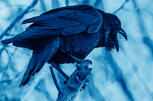 Croaking Raven Perched Atop Broken Tree Branch (Blue Shade Photo)