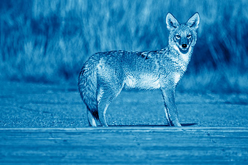 Crossing Coyote Glares Across Bridge Walkway (Blue Shade Photo)