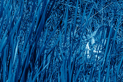 Crouching Cat Hunting Among Tall Reed Grass (Blue Shade)